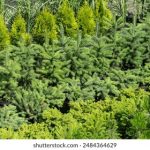 CCTV5在线直播精彩足球赛,高清流畅观看体验 r57j2